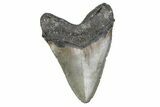 Serrated, Fossil Megalodon Tooth - North Carolina #381349-2